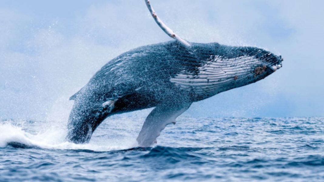 Bitcoin whales are back in the game near $62K